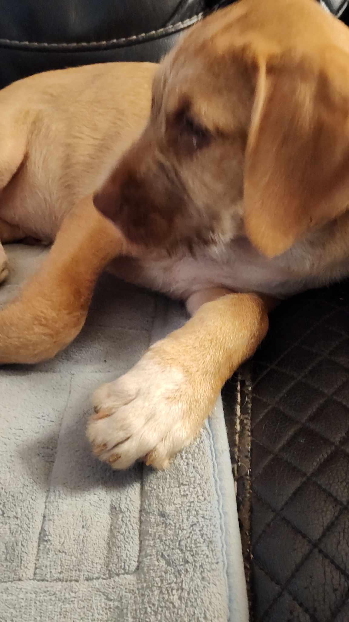 Honeybun thumbnail 2