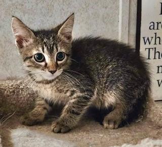 Enlarge Biscuit, an adopted Domestic Short Hair in Noble, OK image 2/2