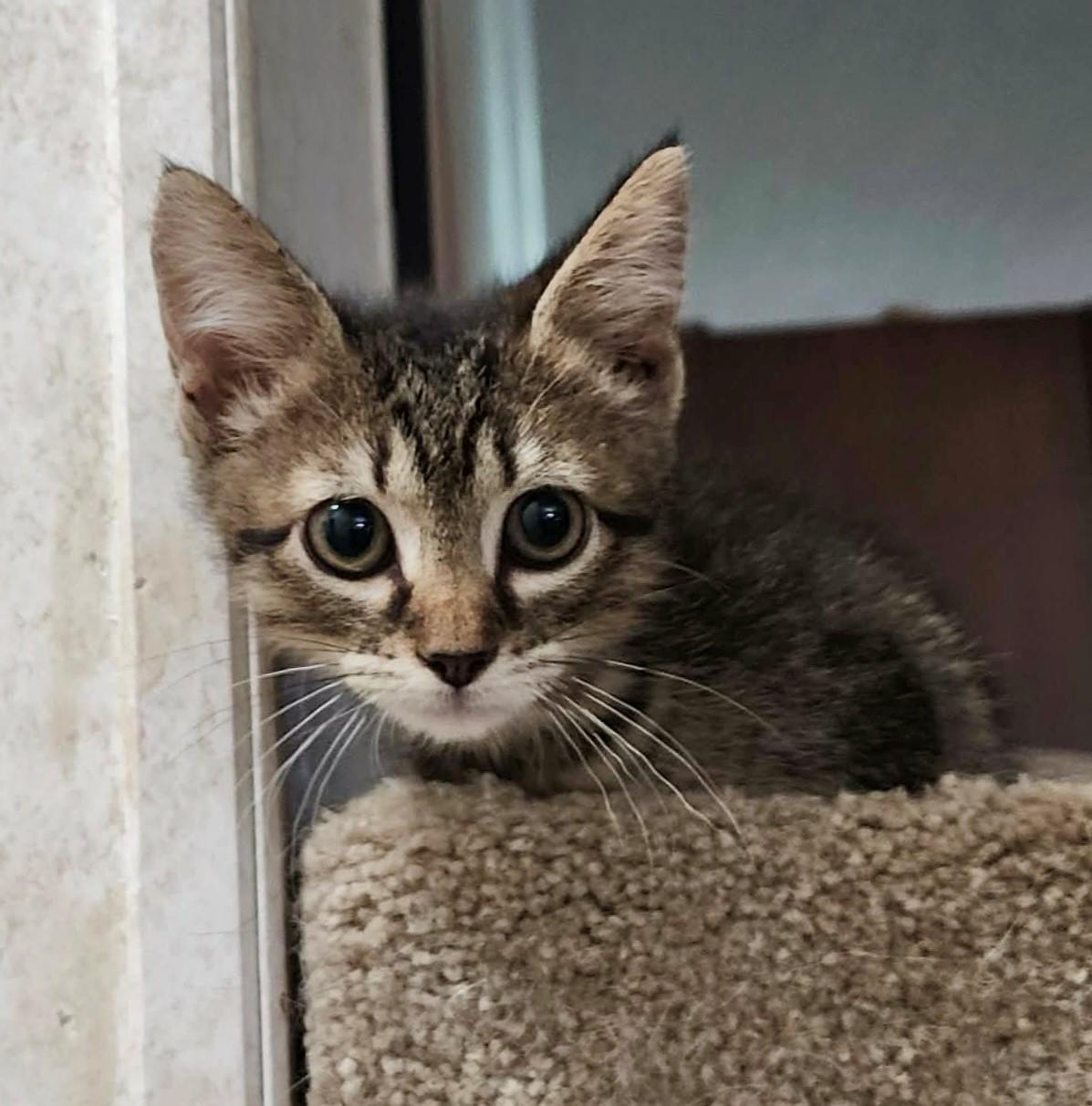 Biscuit, adopted, Young Female Domestic Short Hair.