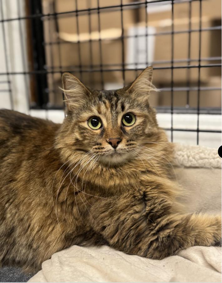 Mitzi, Adult Female Domestic Long Hair