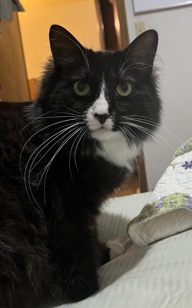 Rev, Adoptable, Young Male Domestic Long Hair.