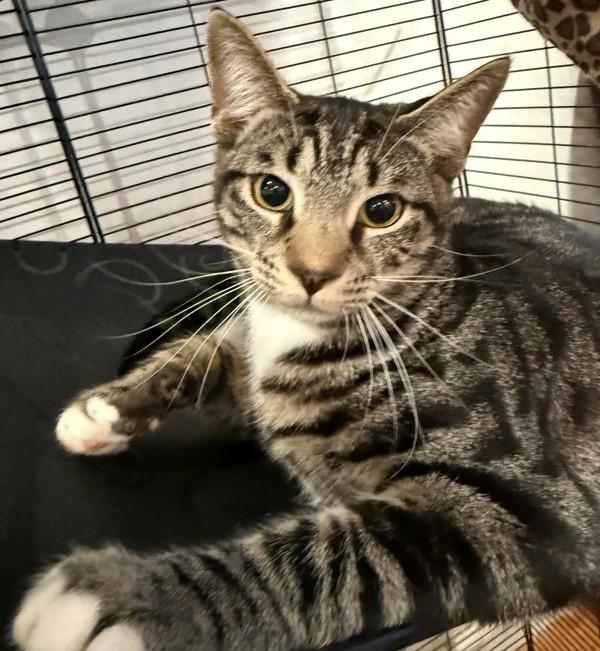 Froggy, Adoptable, Adult Male Domestic Short Hair.