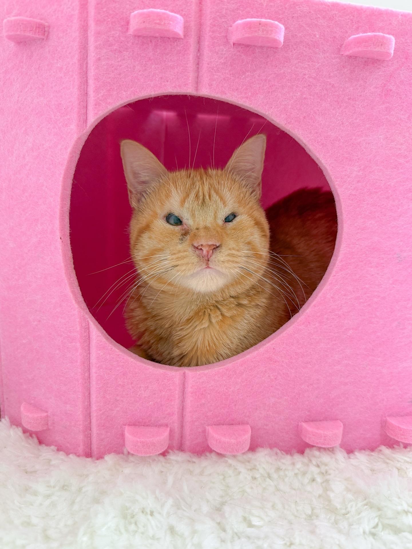 Sunny, Adoptable, Young Male Tabby.
