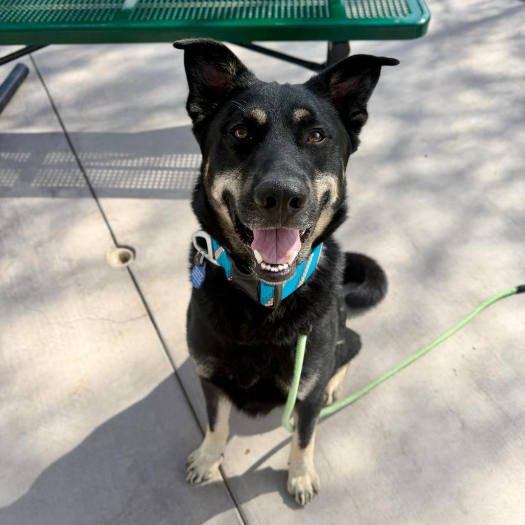Sun Bear, a Adoptable Shepherd in Apache Junction, AZ image 1/6