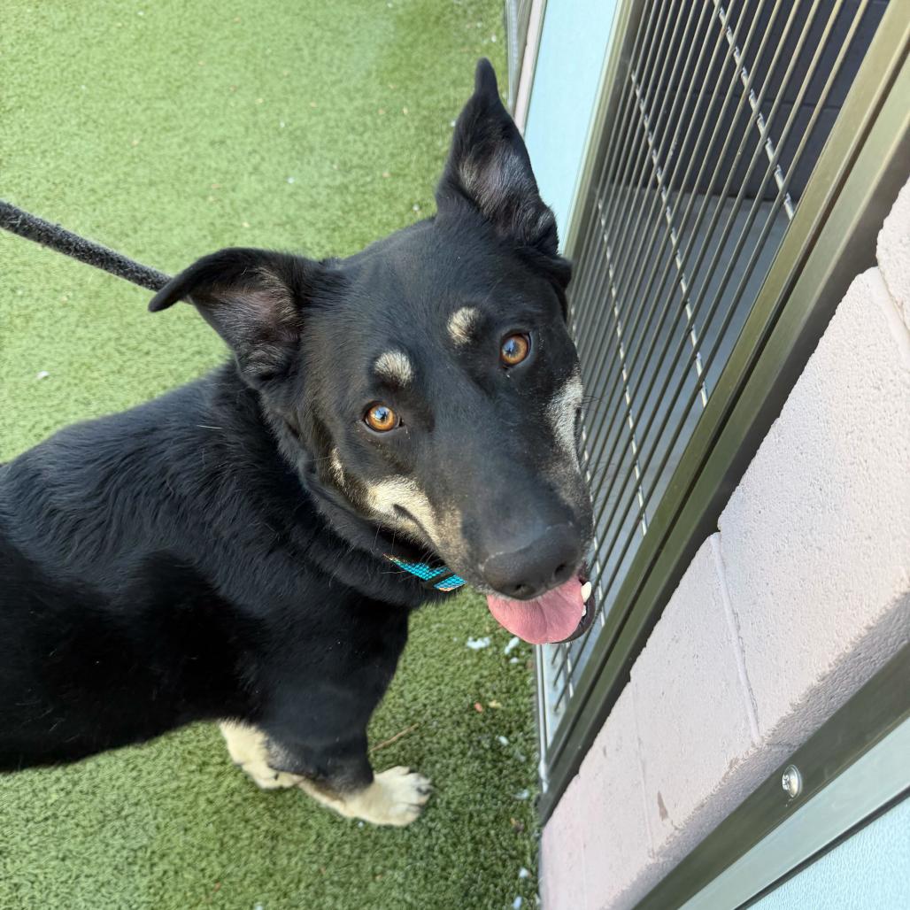 Sun Bear, a Adoptable Shepherd in Apache Junction, AZ image 2/6