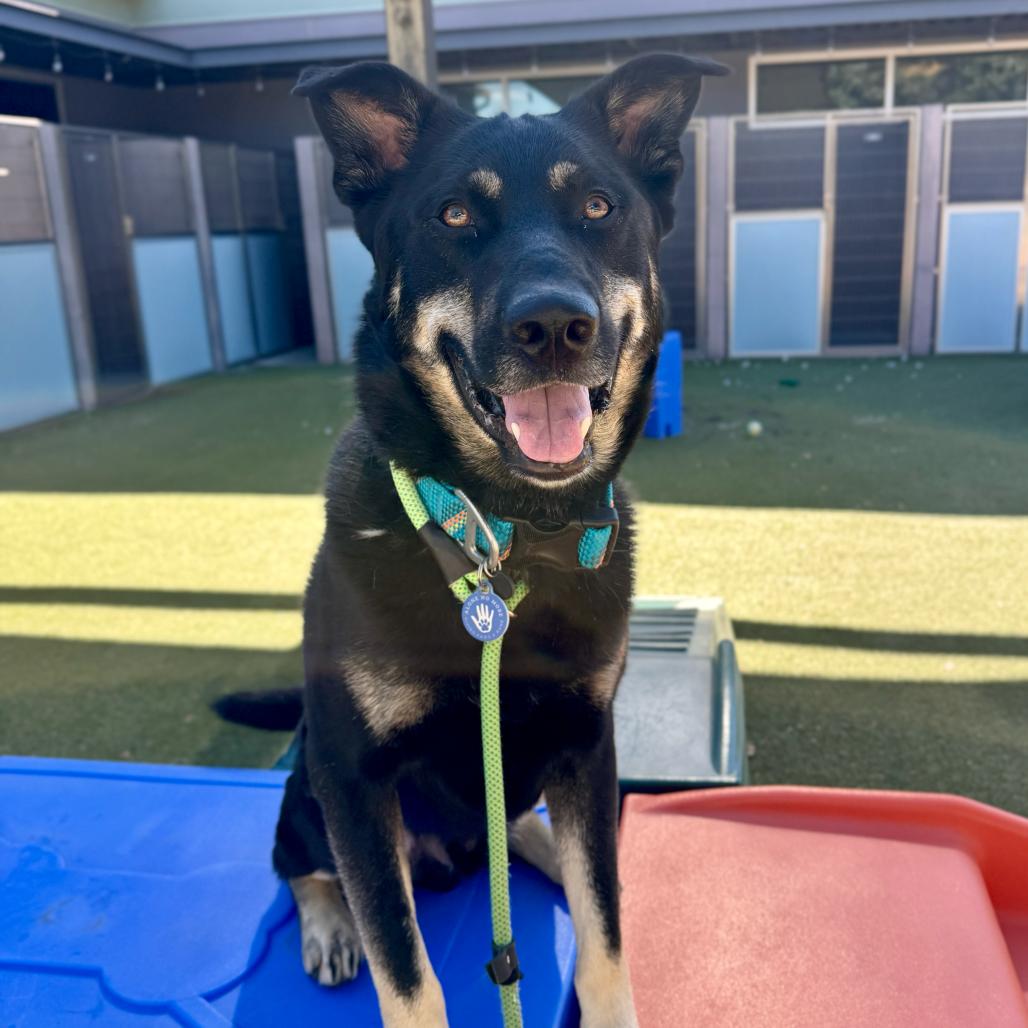 Sun Bear, a Adoptable Shepherd in Apache Junction, AZ image 3/6