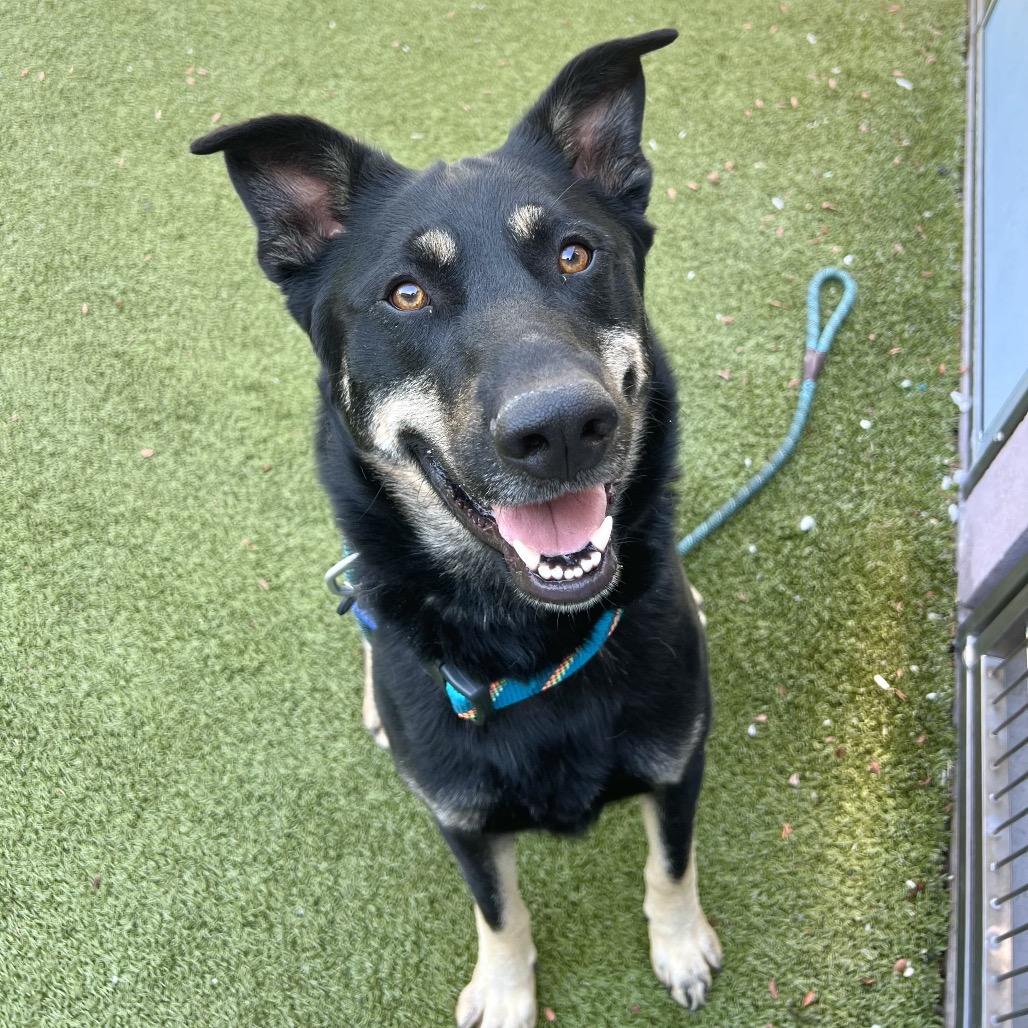 Sun Bear, a Adoptable Shepherd in Apache Junction, AZ image 4/6