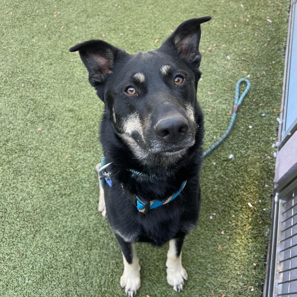 Sun Bear, a Adoptable Shepherd in Apache Junction, AZ image 5/6