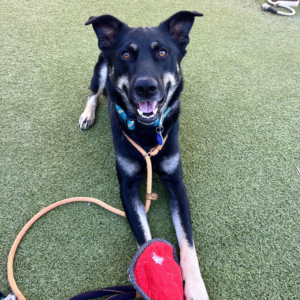 Enlarge Sun Bear, a Adoptable Shepherd in Apache Junction, AZ image 5/6