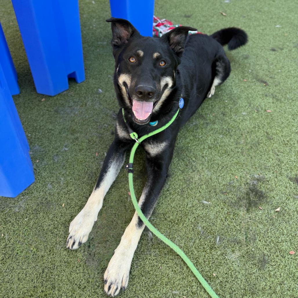 Sun Bear, a Adoptable Shepherd in Apache Junction, AZ image 6/6