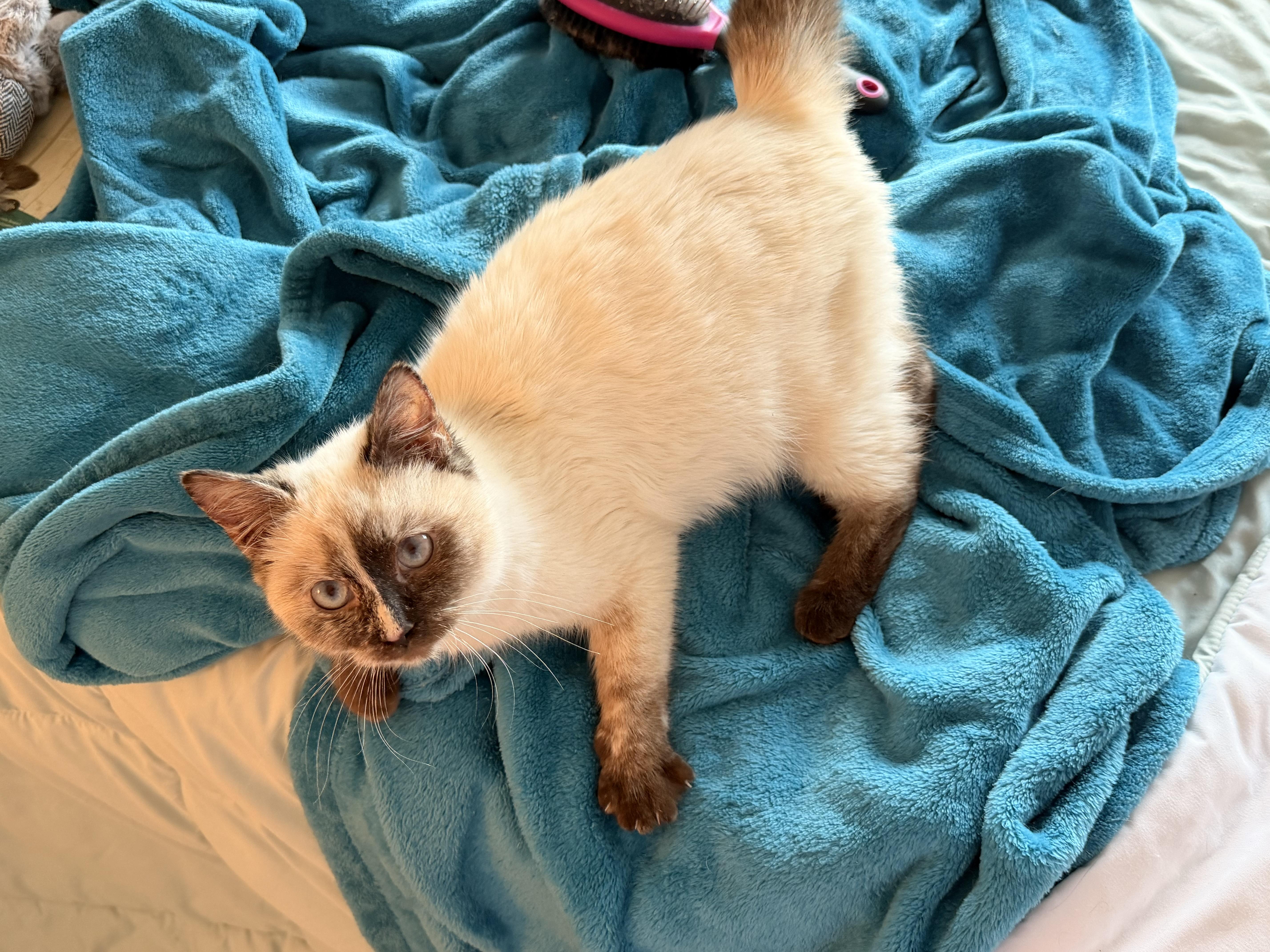 Enlarge Amelia , a ADOPTABLE Siamese in Inman, SC image 2/2