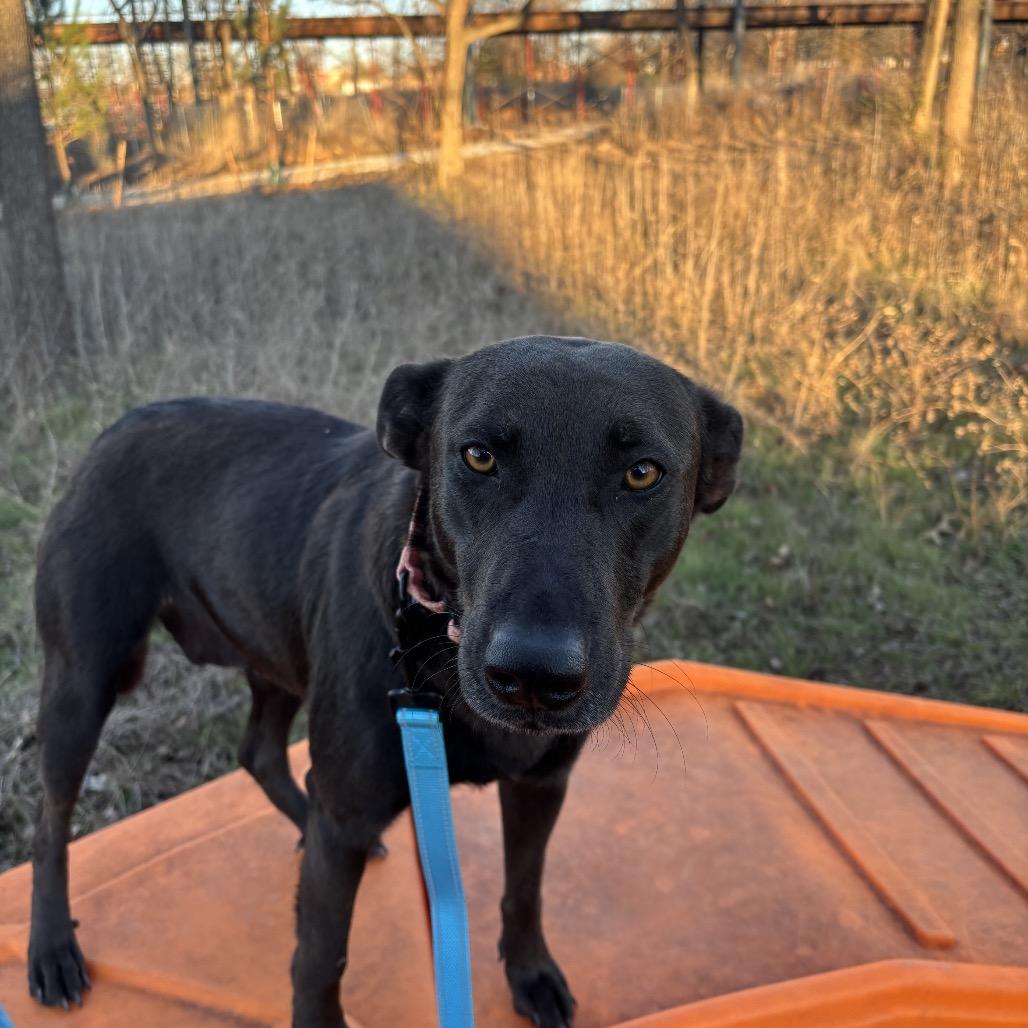 Marion Ravenwood, Adoptable, Adult Female Mixed Breed.