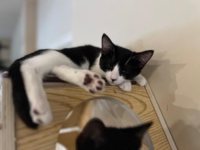 Bristol, a Adoptable Domestic Short Hair in Oceanside, CA image 1/5