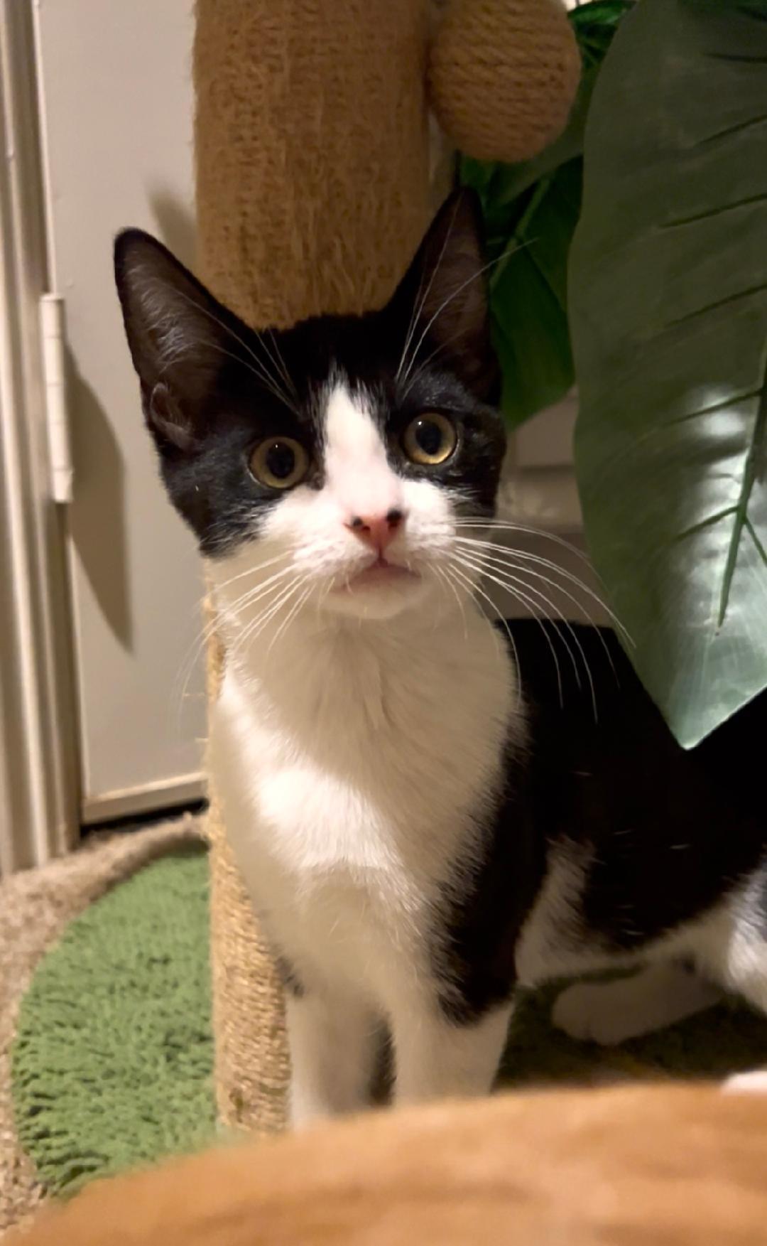 Bristol, a Adoptable Domestic Short Hair in Oceanside, CA image 2/5