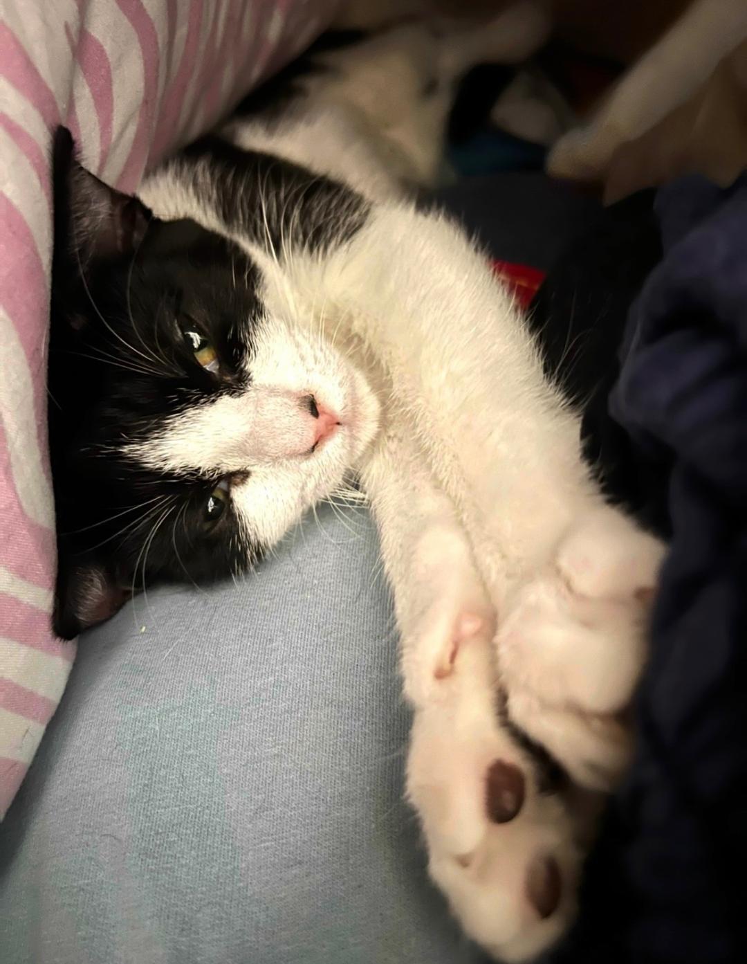 Enlarge Bristol, a Adoptable Domestic Short Hair in Oceanside, CA image 4/6