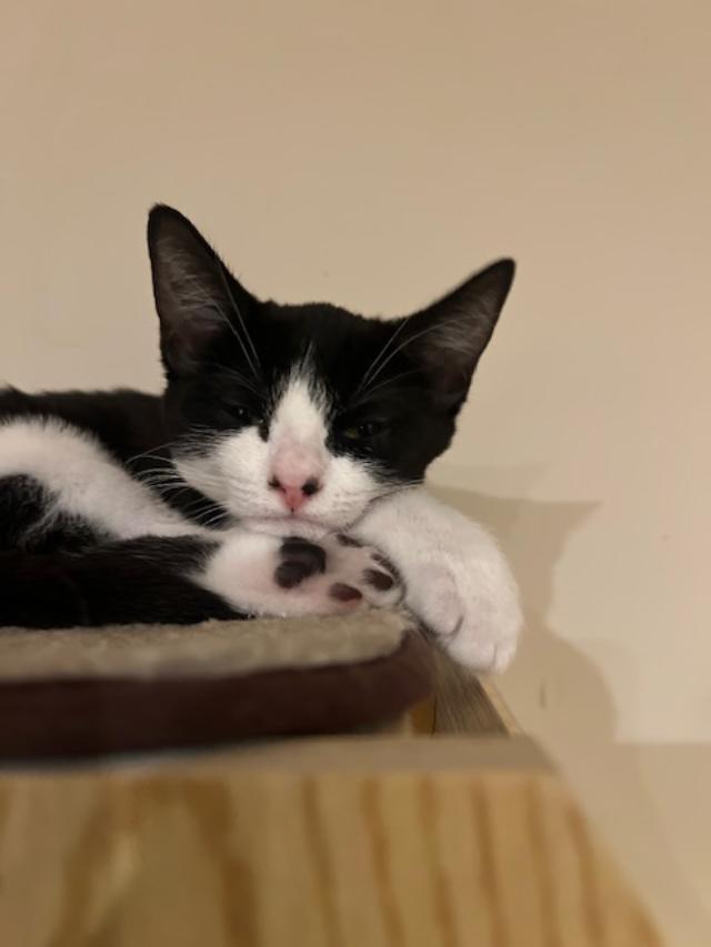 Bristol, a Adoptable Domestic Short Hair in Oceanside, CA image 3/5