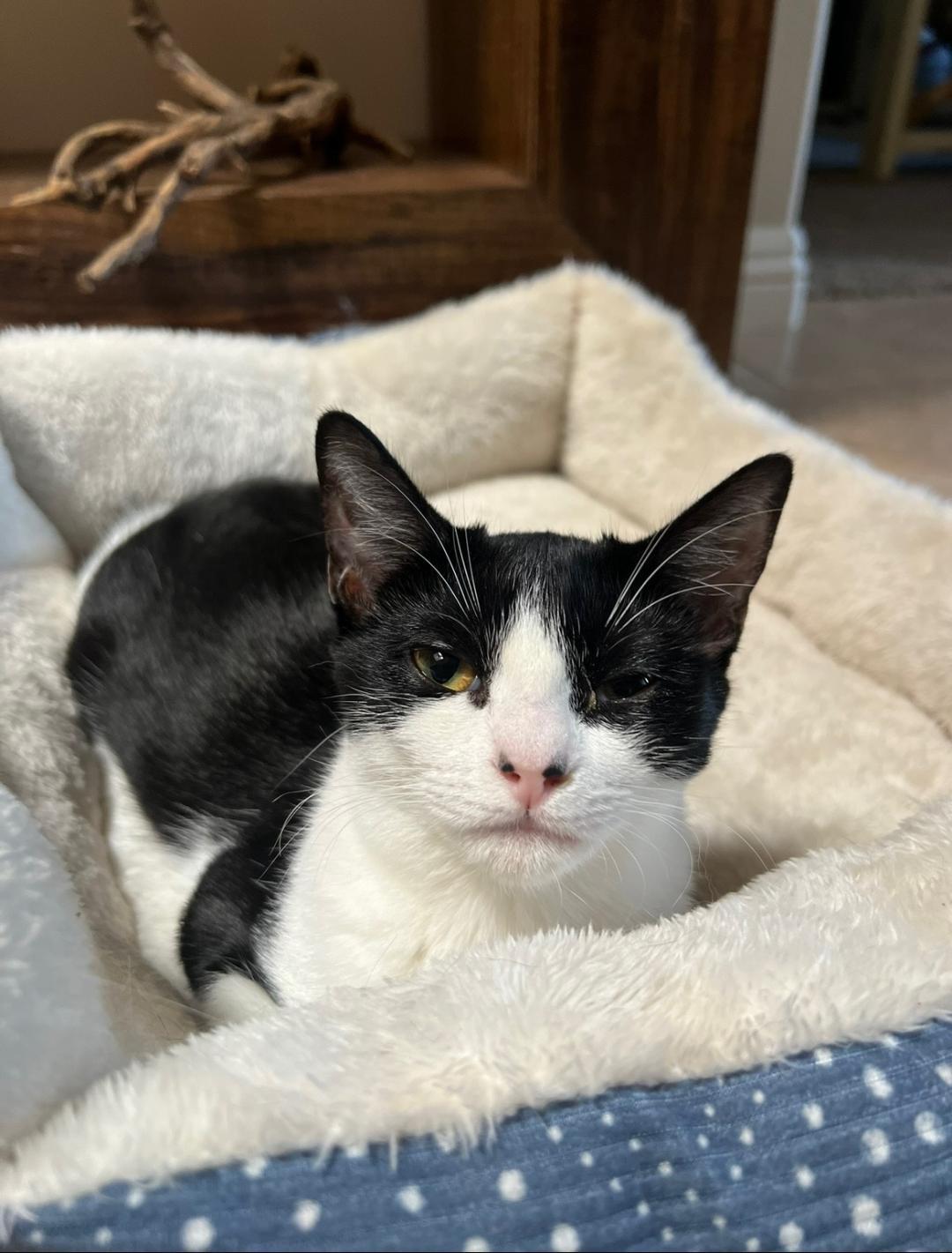 Bristol, Adoptable, Kitten Female Domestic Short Hair.