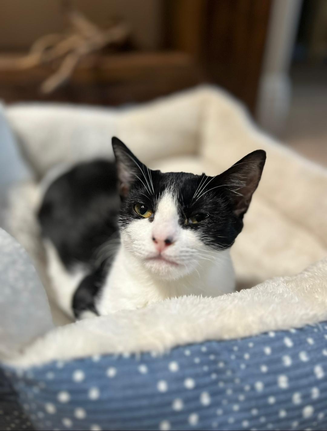 Enlarge Bristol, a Adoptable Domestic Short Hair in Oceanside, CA image 2/6