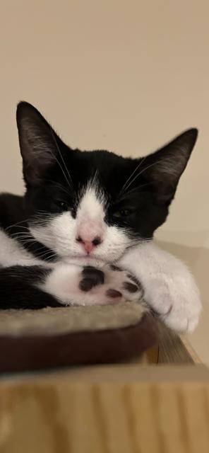 Bristol, a Adoptable Domestic Short Hair in Oceanside, CA image 5/5