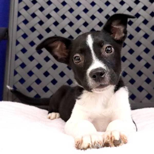 Lee, Adoptable, Puppy Male American Staffordshire Terrier.