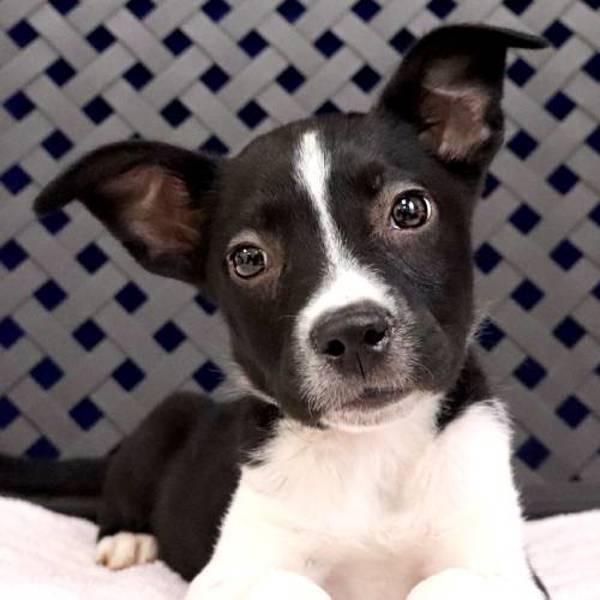 Enlarge Lee, a Adoptable mixed breed in Midland, TX image 2/2