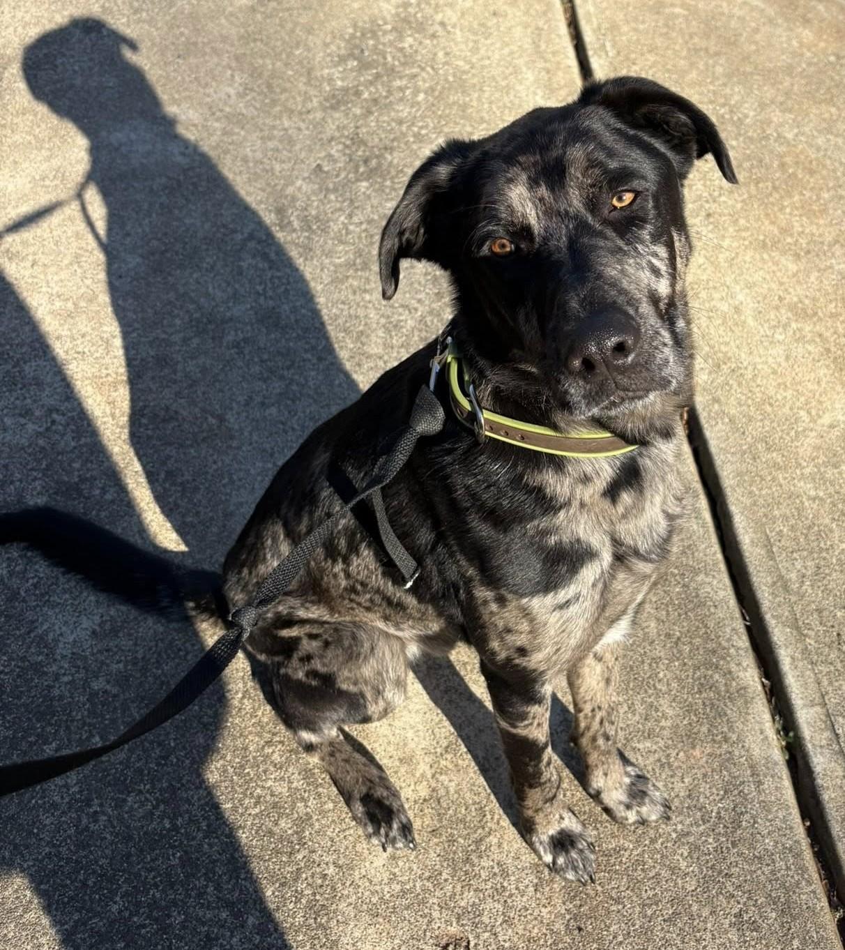 Amos, ADOPTABLE, Young Male Catahoula Leopard Dog.