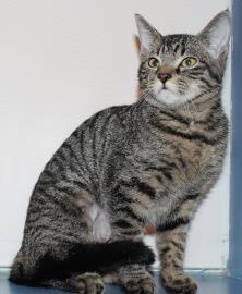 Zsa Zsa, a Adoptable mixed breed in Venice, FL image 1/3