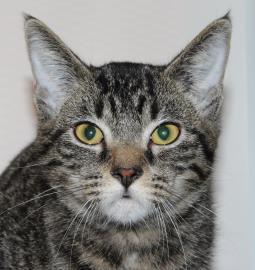 Zsa Zsa, a Adoptable mixed breed in Venice, FL image 3/3