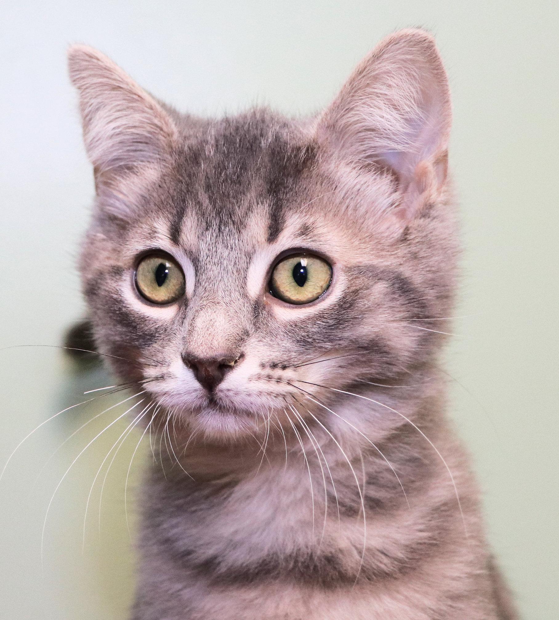 Max, adopted, Kitten Male Domestic Medium Hair & Extra-Toes Cat / Hemingway Polydactyl.