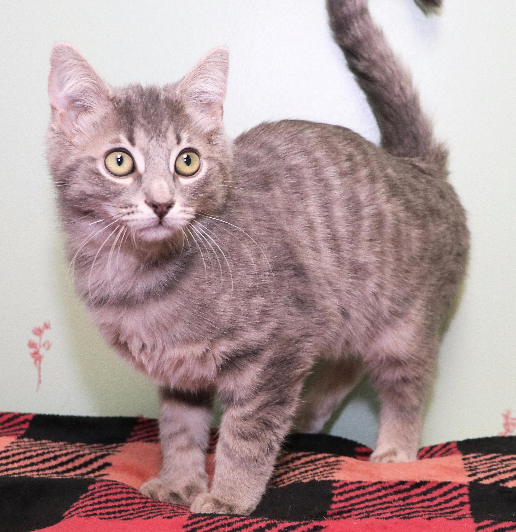 Enlarge Max, an adopted mixed breed in Cincinnati, OH image 3/3