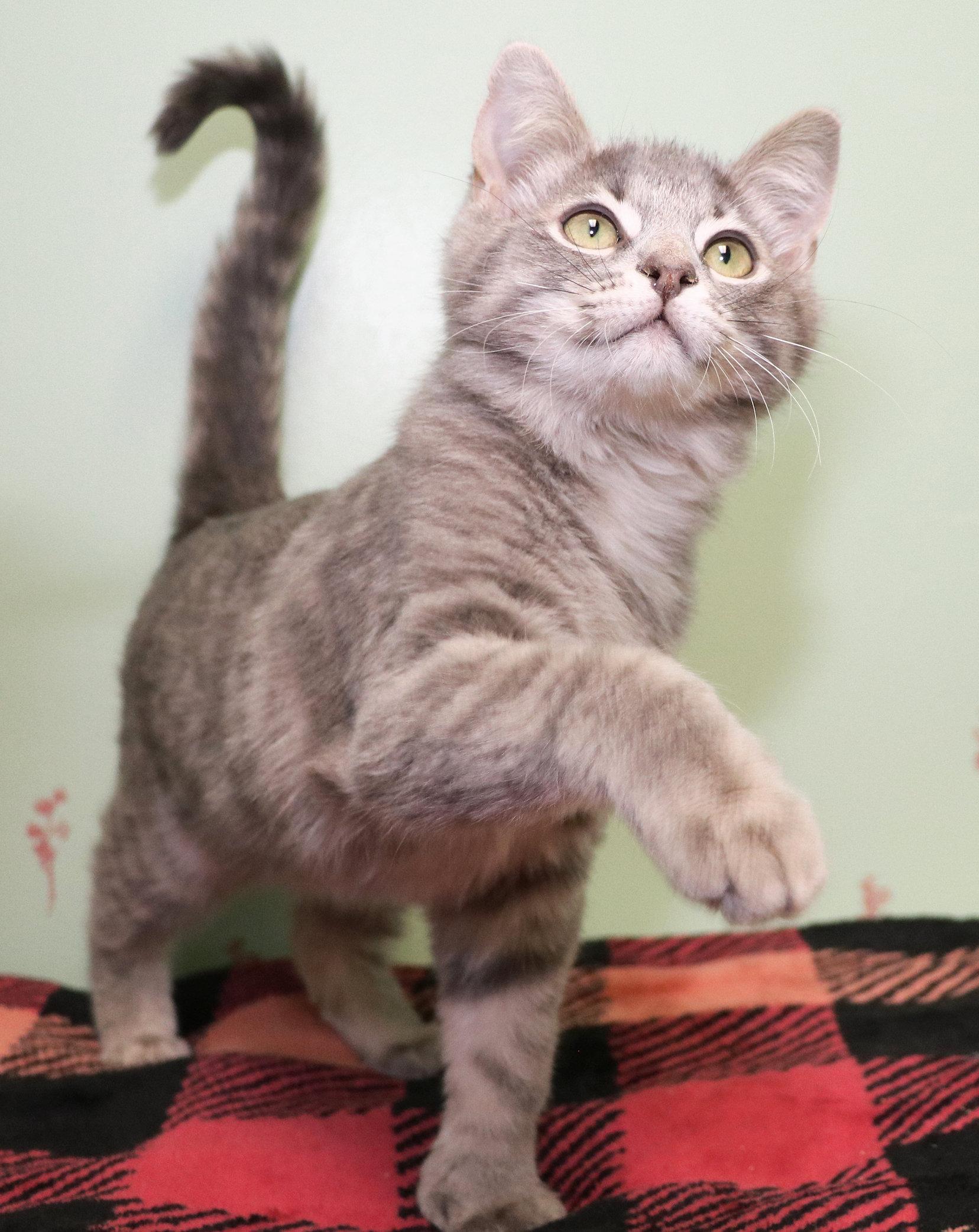 Enlarge Max, an adopted mixed breed in Cincinnati, OH image 2/3