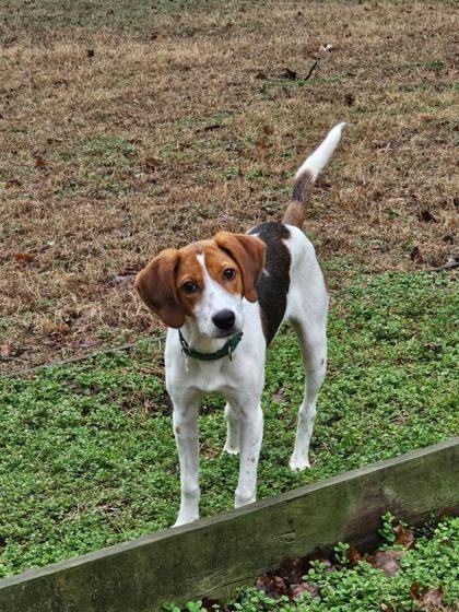 Cranberry, Adoptable, Young Female Hound & Mixed Breed.