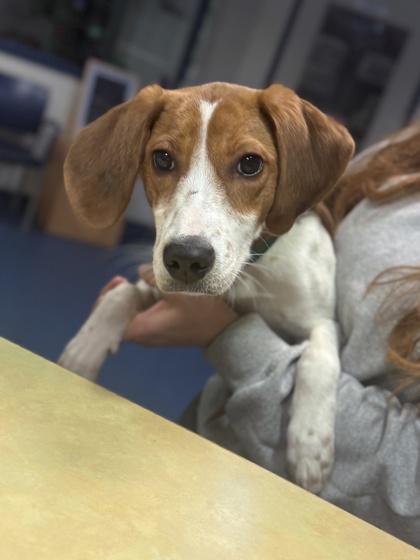 Enlarge Cranberry, a Adoptable mixed breed in King William, VA image 2/3