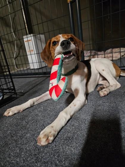Cranberry, Adoptable, Young Female Hound & Mixed Breed.