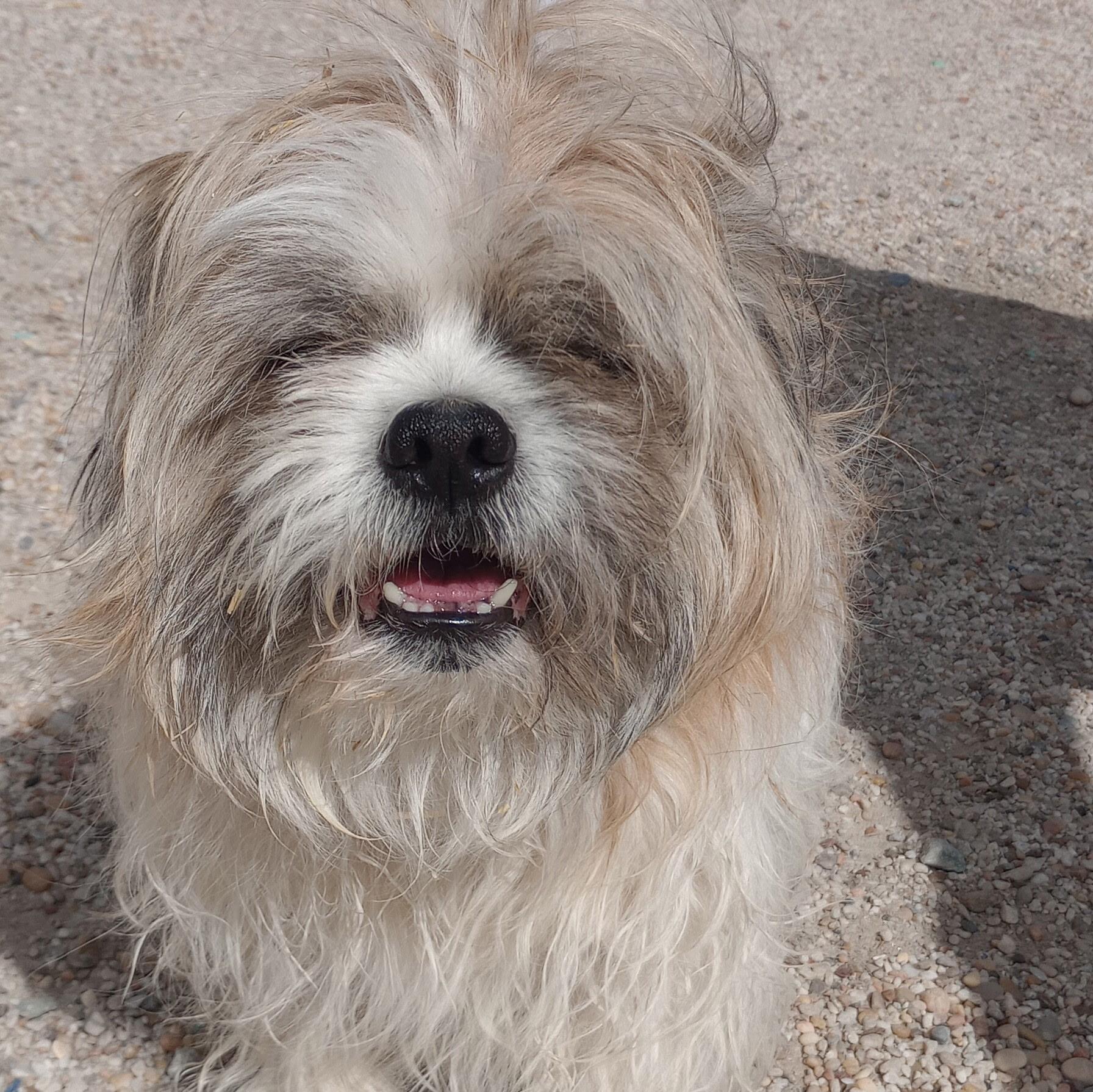 Enlarge Niko, an adopted mixed breed in San Luis, CO image 1/2