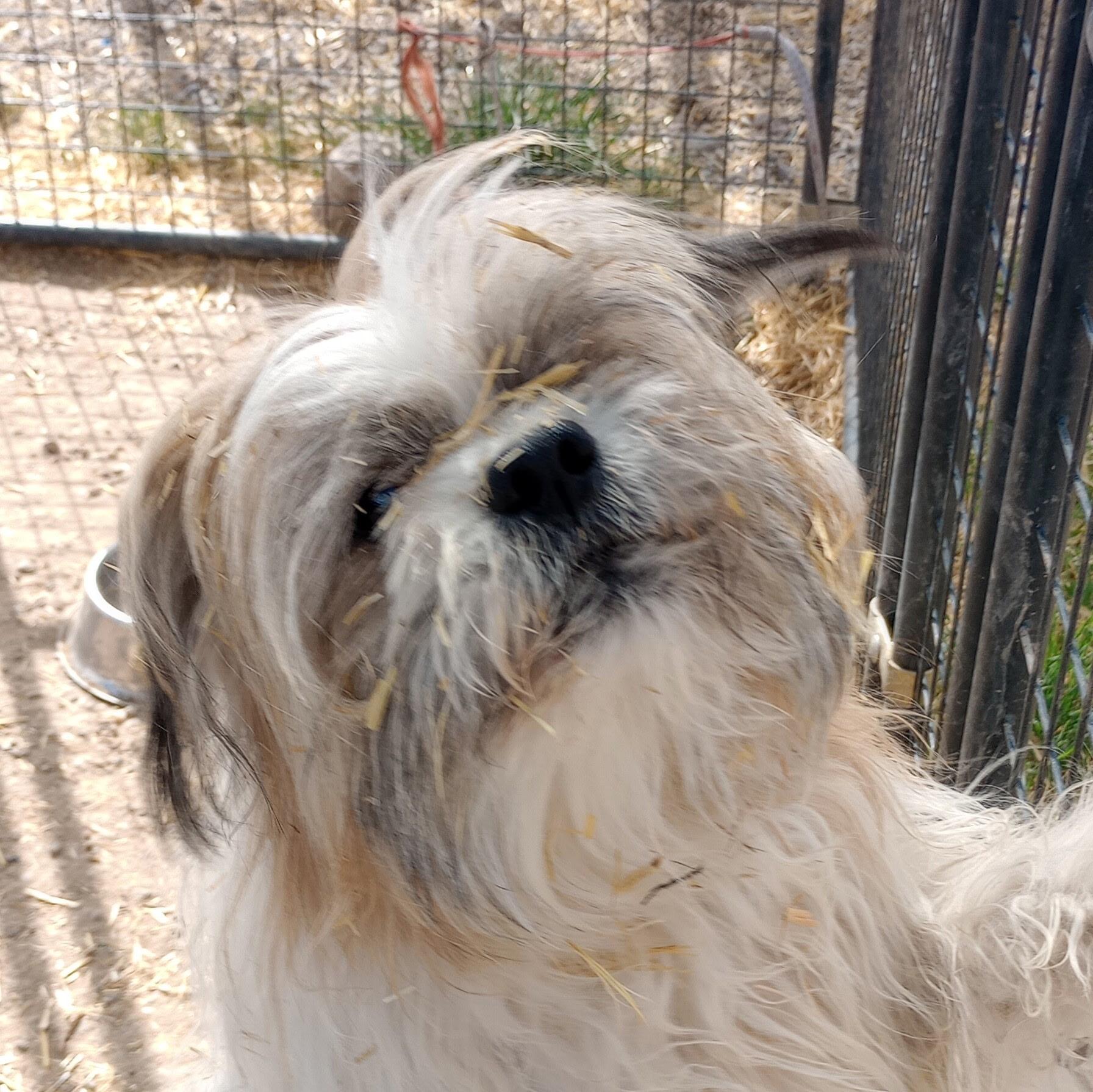 Enlarge Niko, an adopted mixed breed in San Luis, CO image 2/2