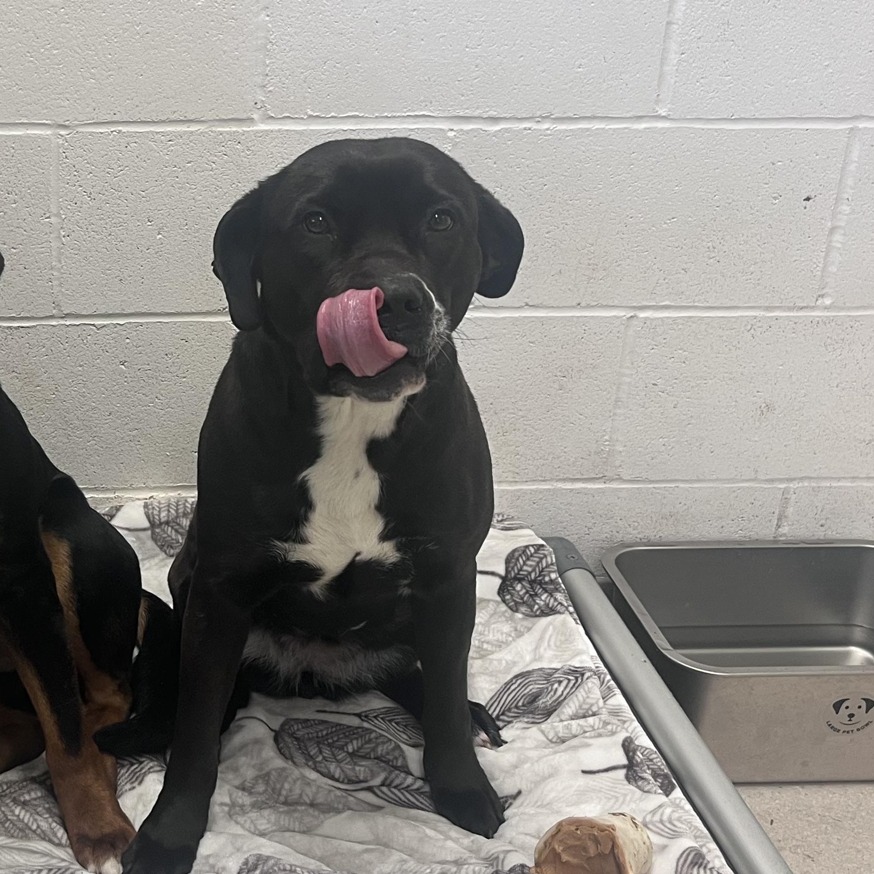 Enlarge Lickit , an adopted mixed breed in Shelton, WA image 1/4