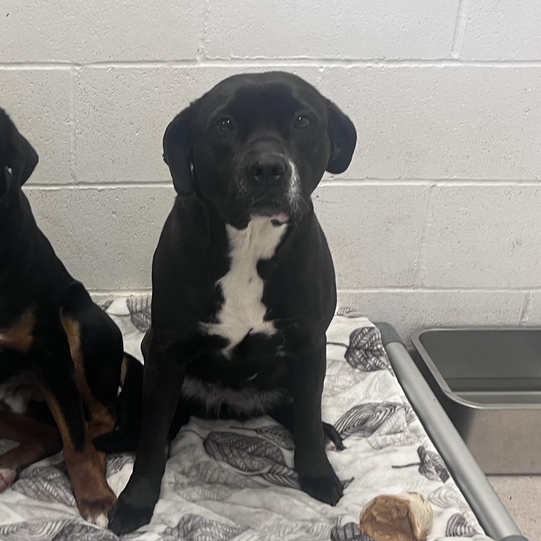 Enlarge Lickit , an adopted mixed breed in Shelton, WA image 3/4