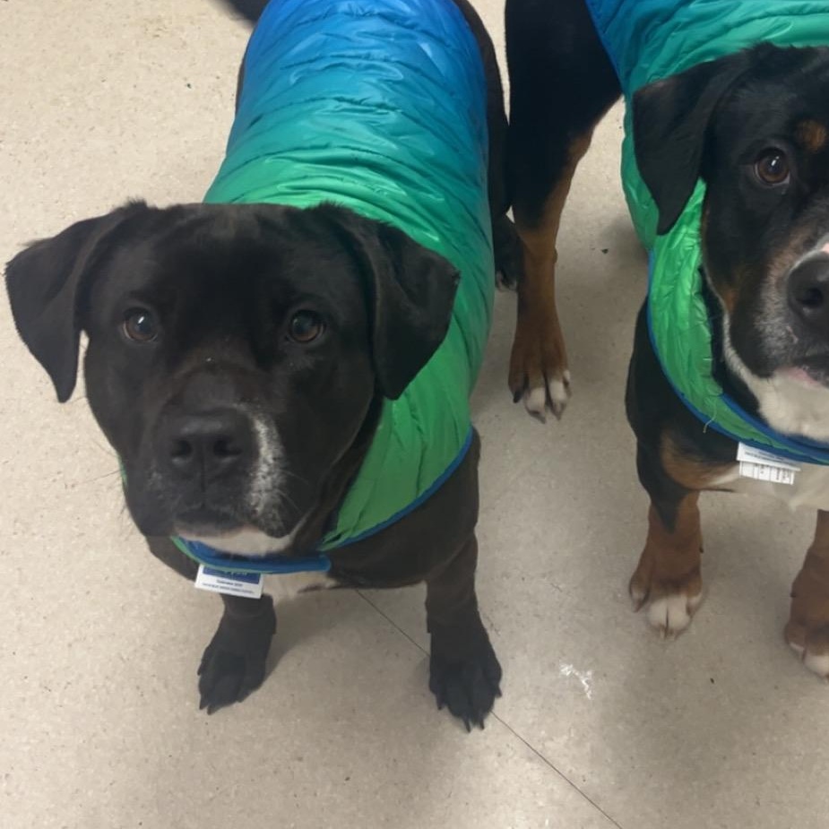 Enlarge Lickit , an adopted mixed breed in Shelton, WA image 4/4