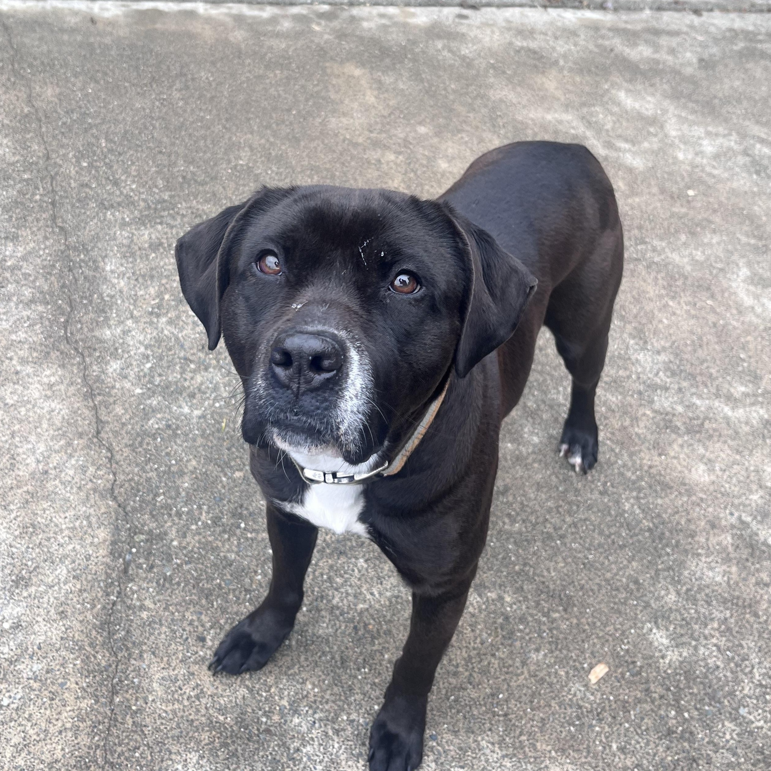 Enlarge Lickit , an adopted mixed breed in Shelton, WA image 2/4