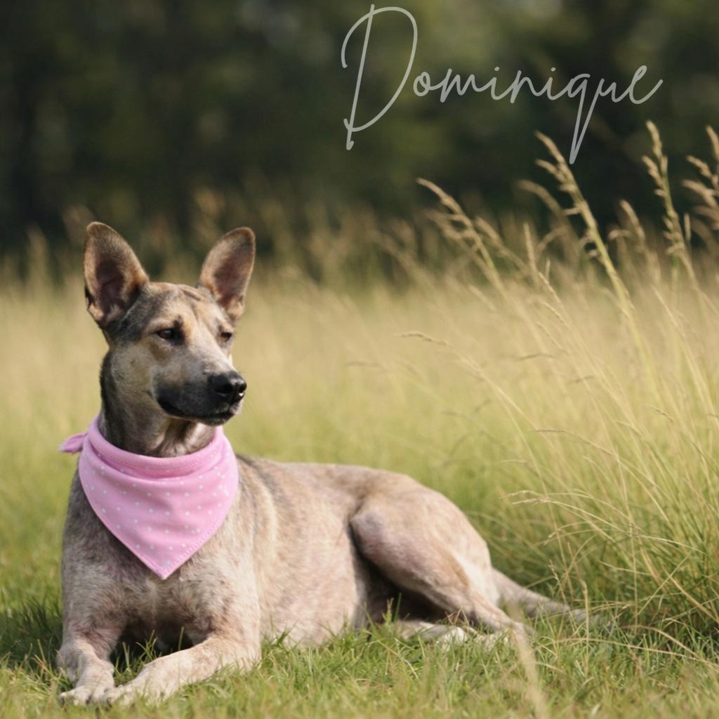 DOMINIQUE GS — thumbnail 2