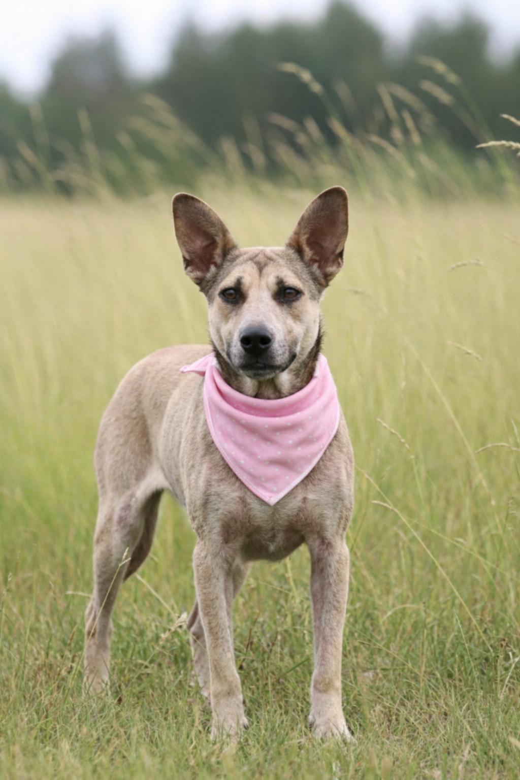 DOMINIQUE GS — thumbnail 3