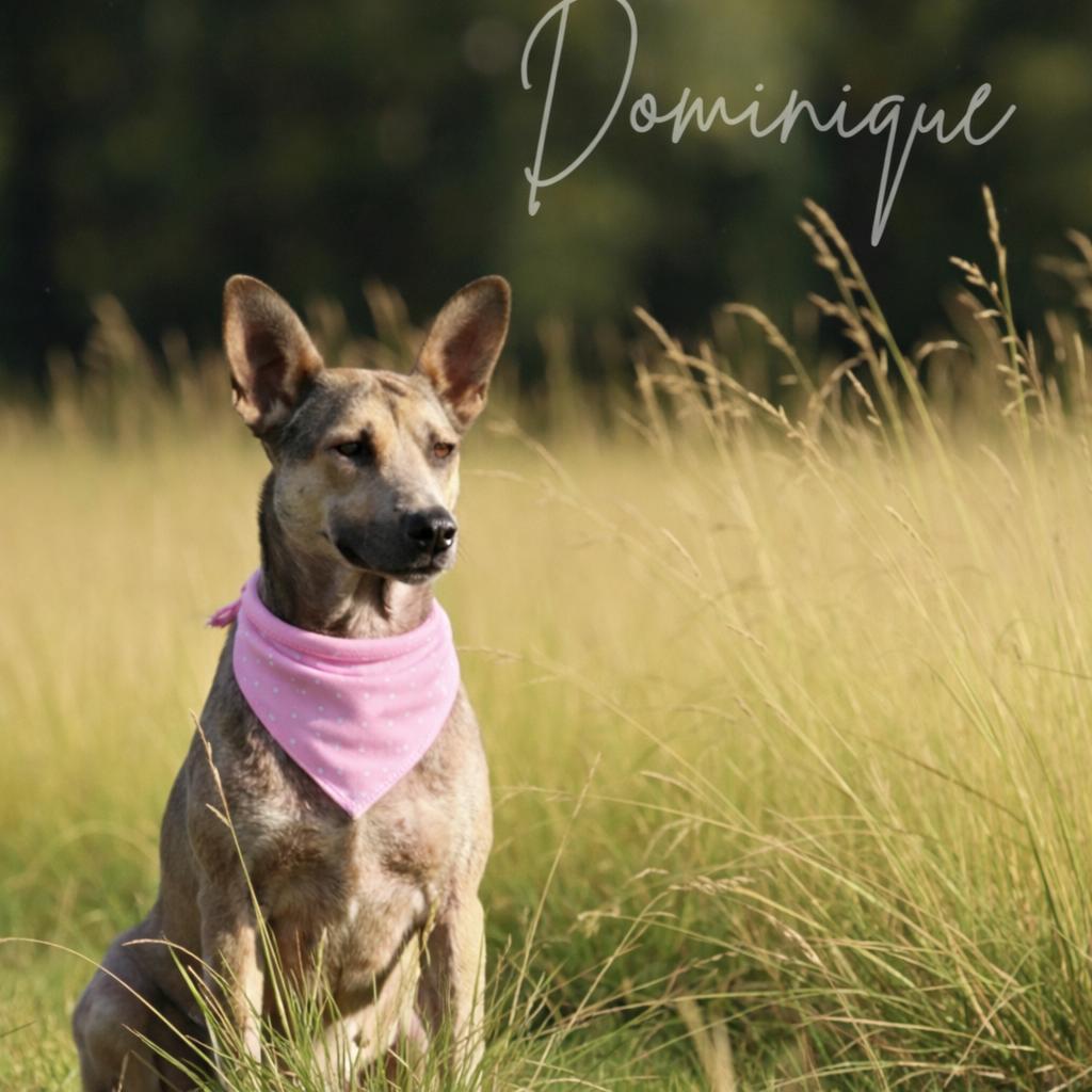 DOMINIQUE GS — thumbnail 4