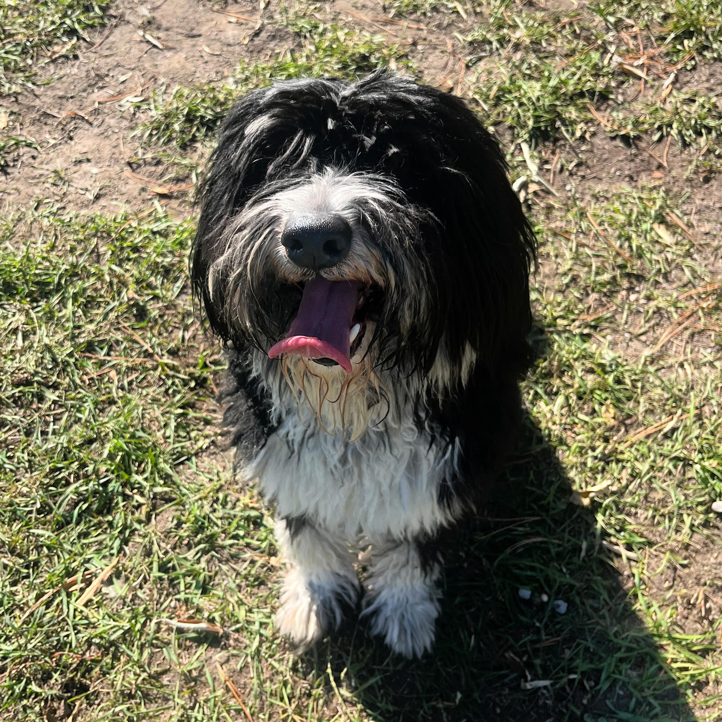 Rufus