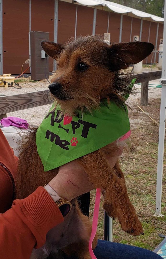 Maria, Adopted, Adult Female Yorkshire Terrier & Chihuahua.