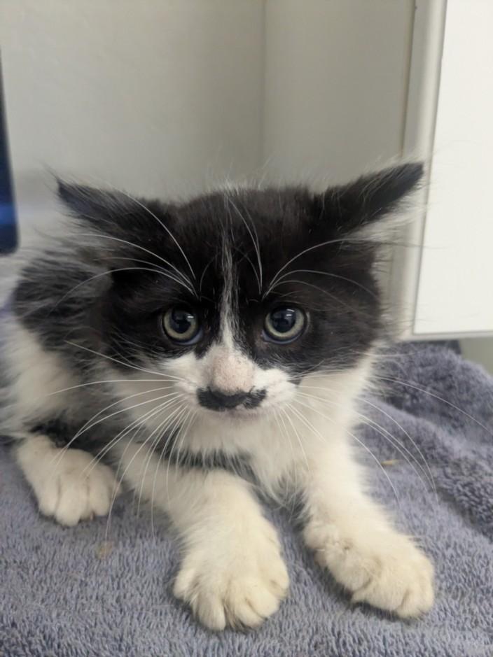 ROLO, Adoptable, Kitten Male Domestic Short Hair.