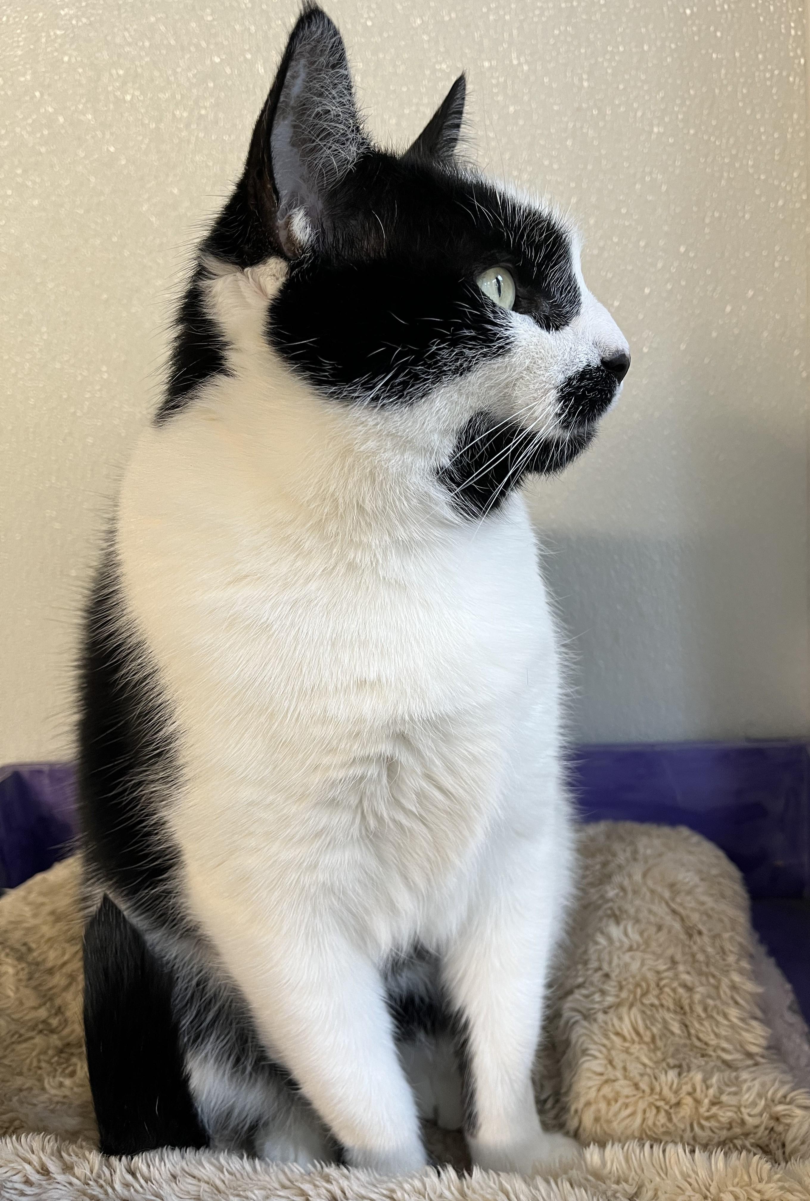 Enlarge Joey, a Adoptable mixed breed in Harrison, NY image 6/6