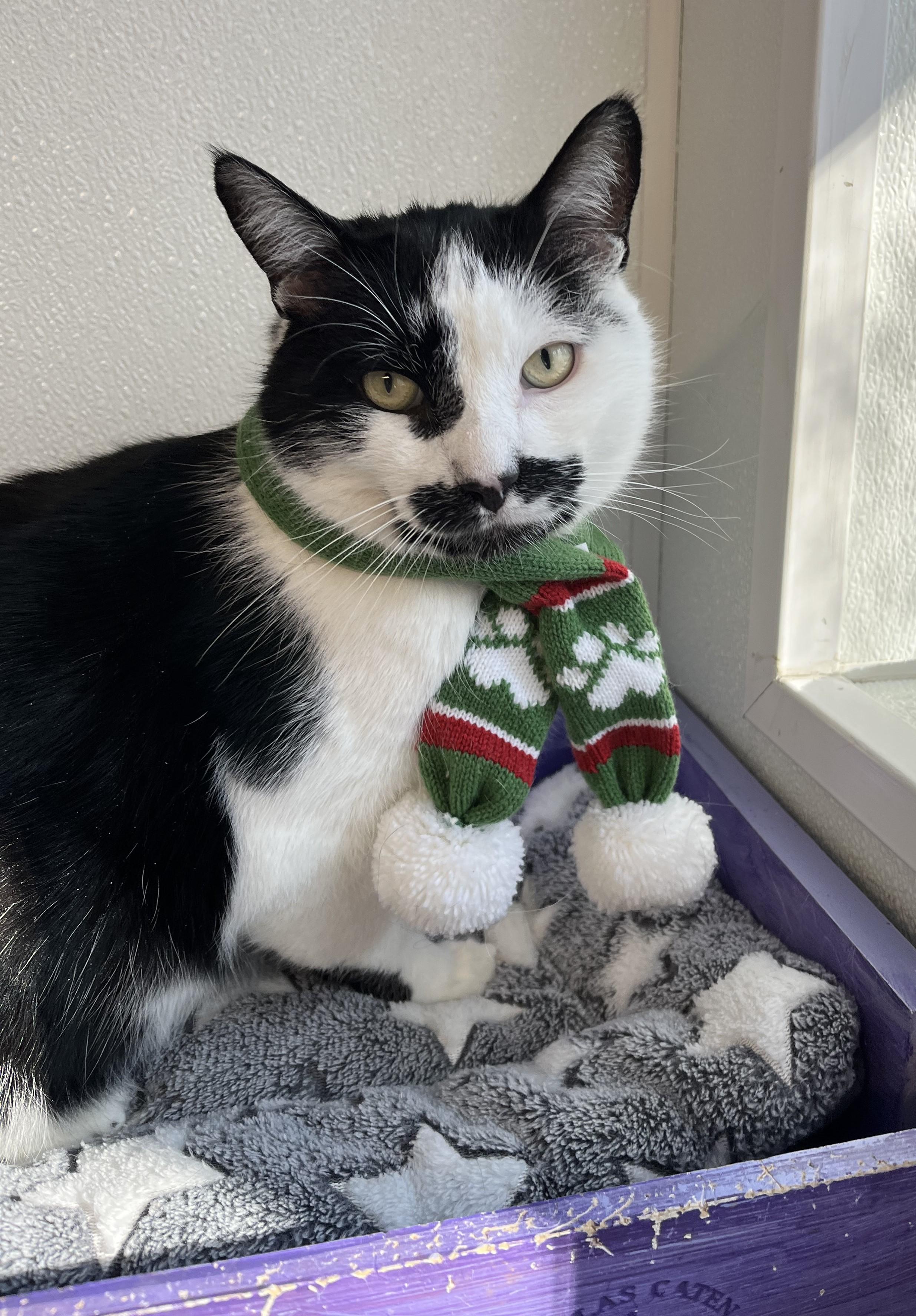 Joey, Adoptable, Young Male Domestic Short Hair.