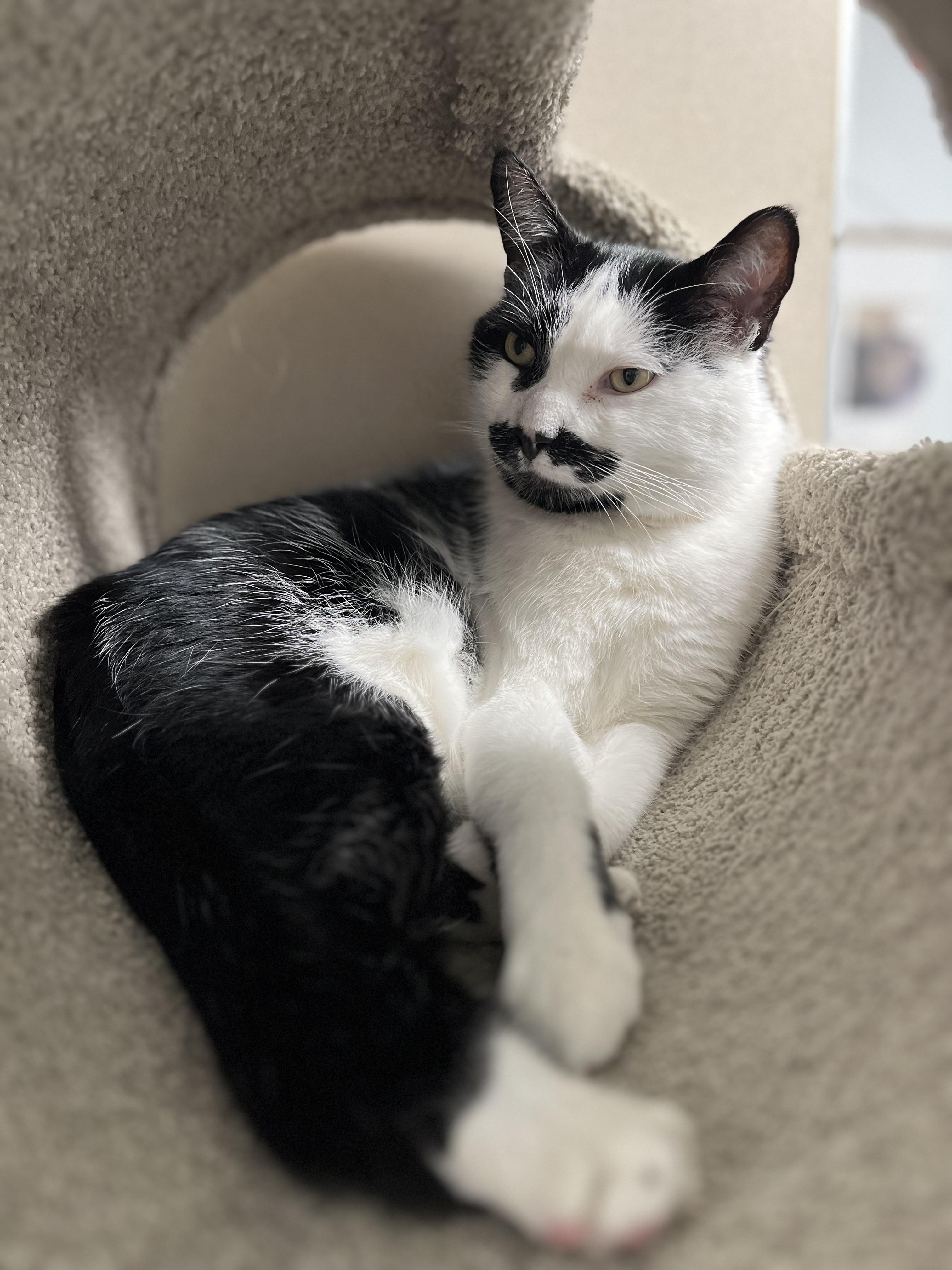 Joey, Adoptable, Young Male Domestic Short Hair.