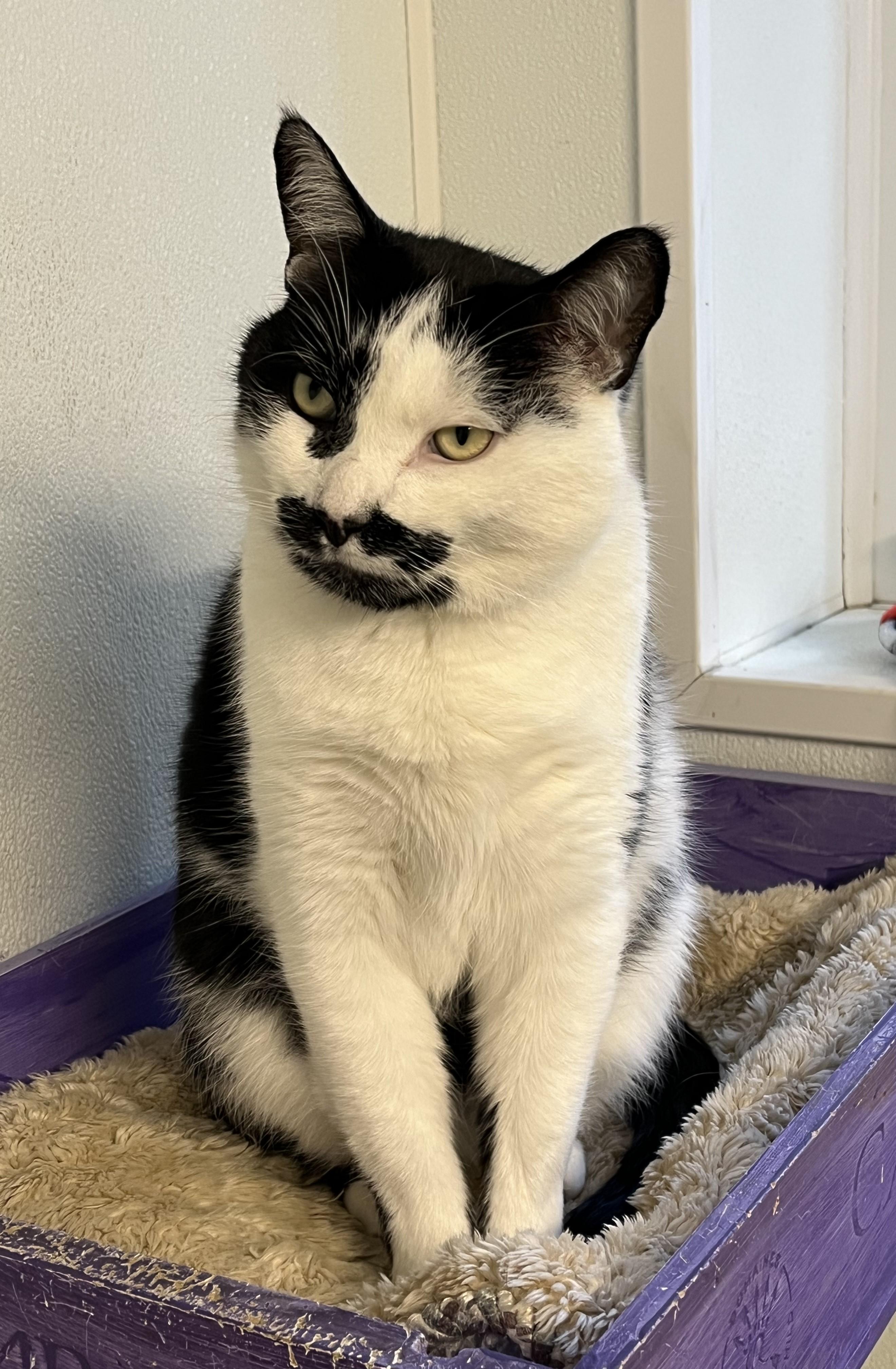 Joey, Adoptable, Young Male Domestic Short Hair.